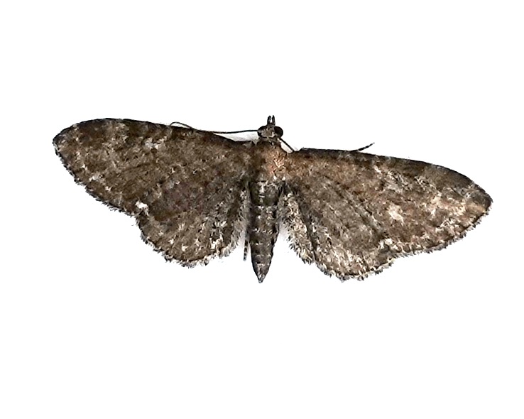 common pug